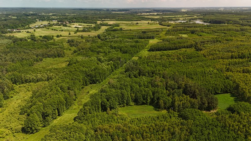 Działka leśna 1,61 ha Wólka Bosowska — zdjęcie 2